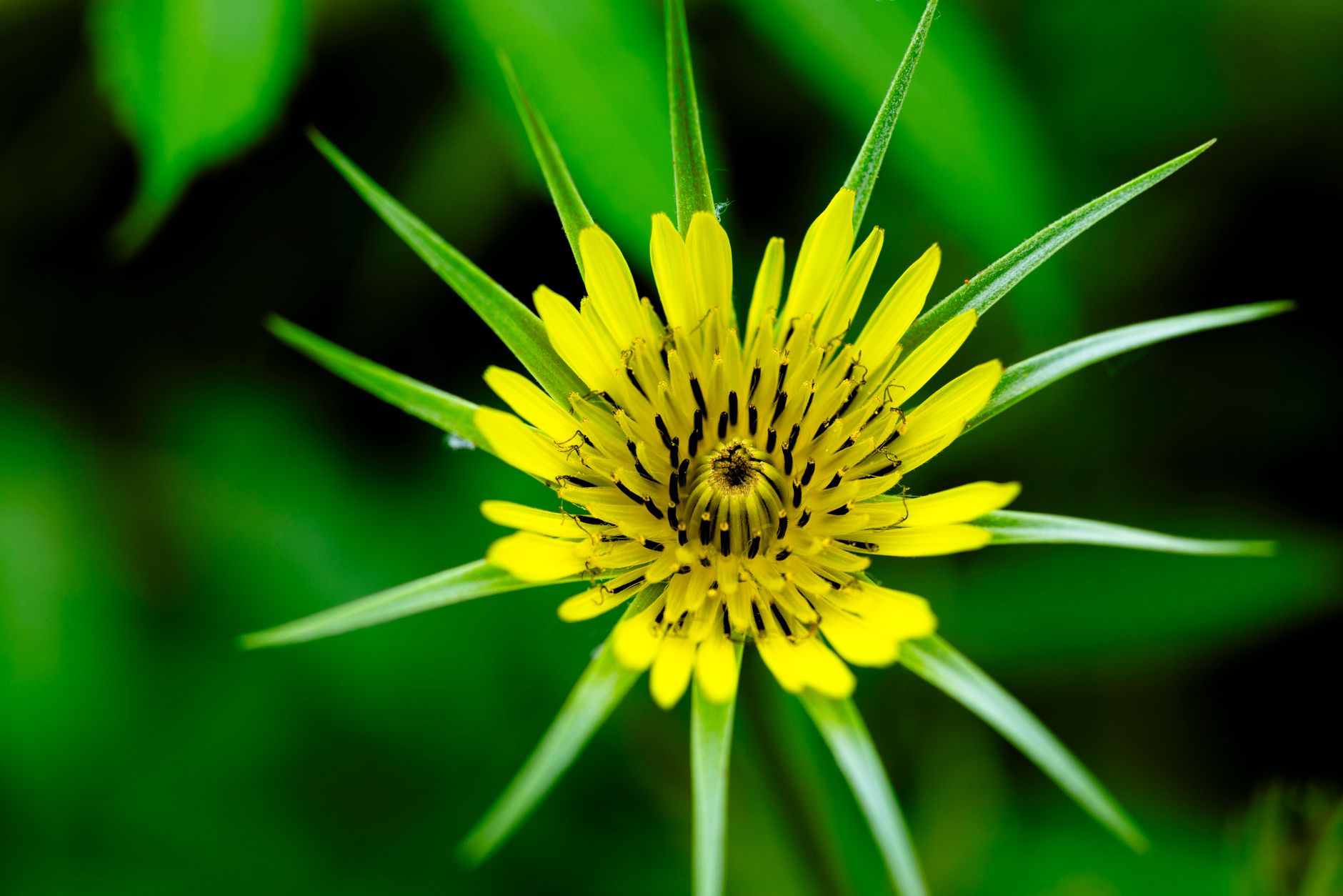 Tragopogon pratensis so žltým kvetom na lúke