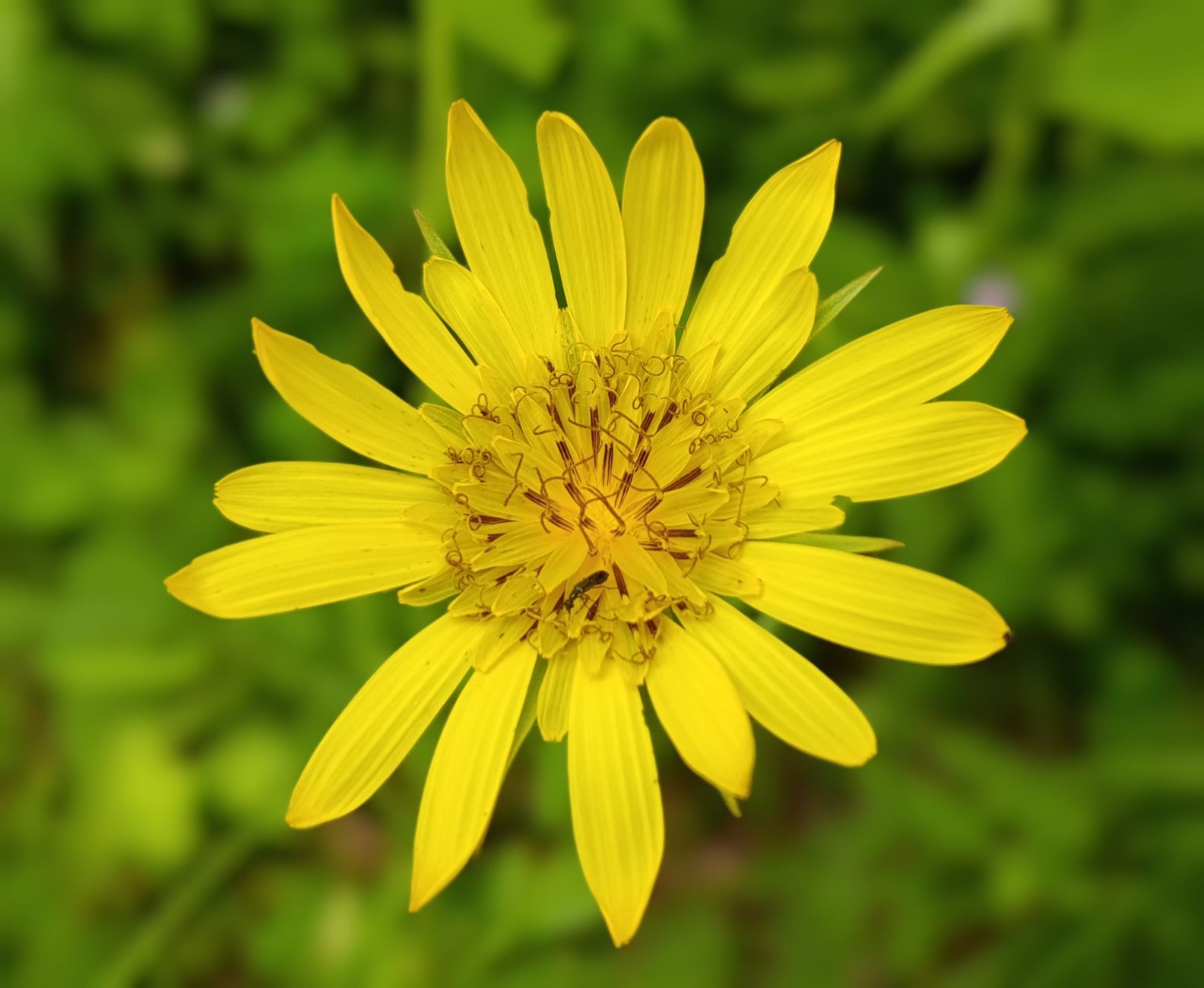 Detail úzkych listov rastliny Tragopogon pratensis