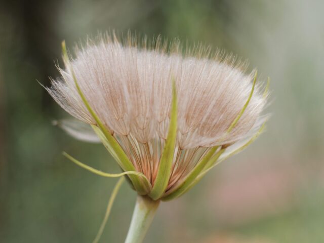 Starostlivosť o Tragopogon pratensis na svetlom stanovišti