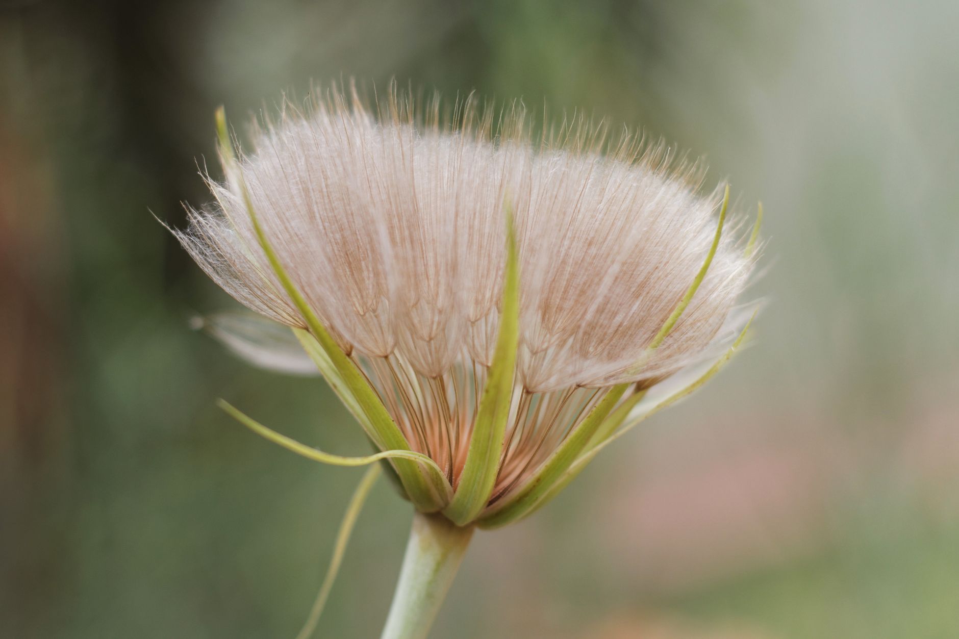 Starostlivosť o Tragopogon pratensis na svetlom stanovišti