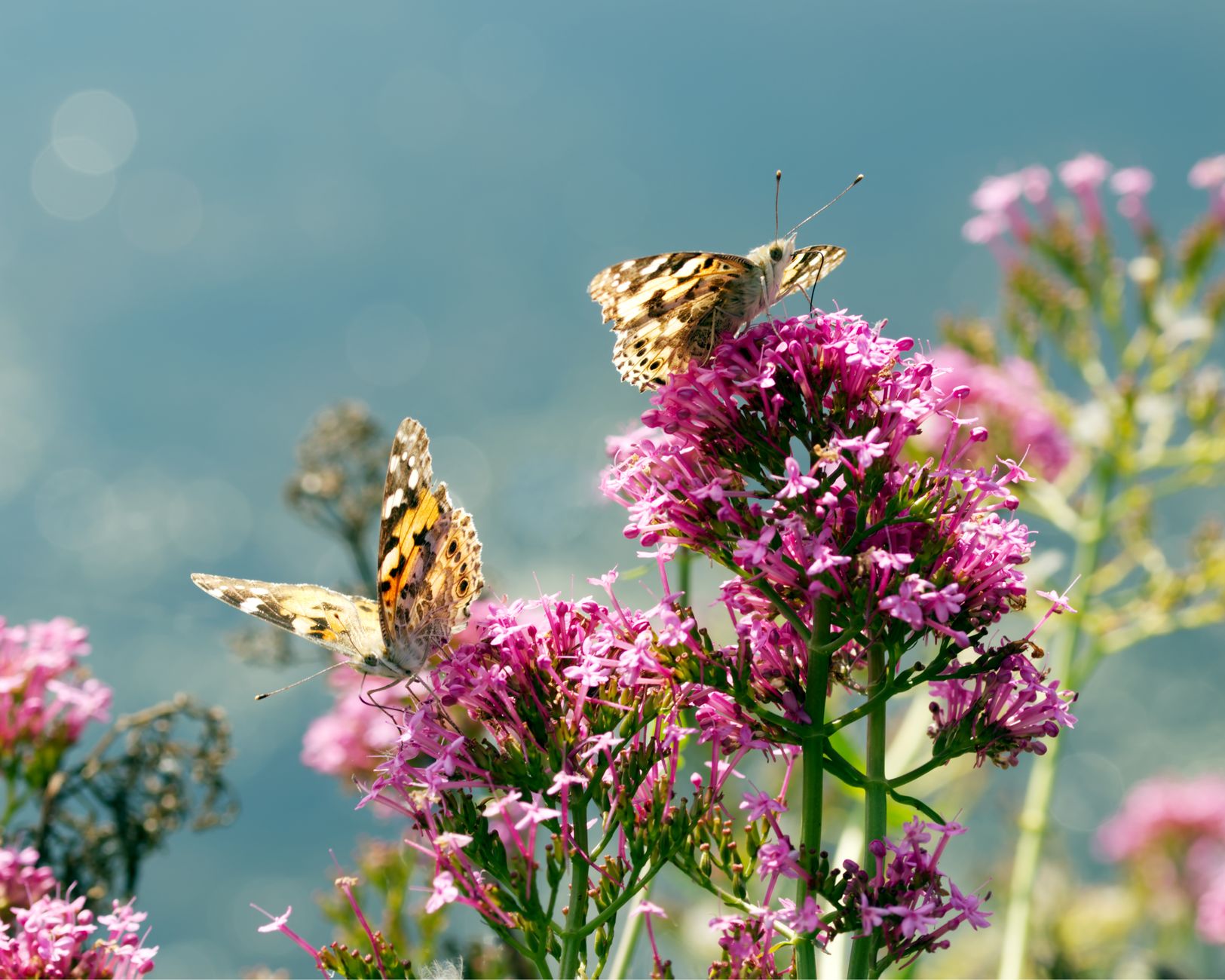 Detail listov rastliny Valeriana officinalis