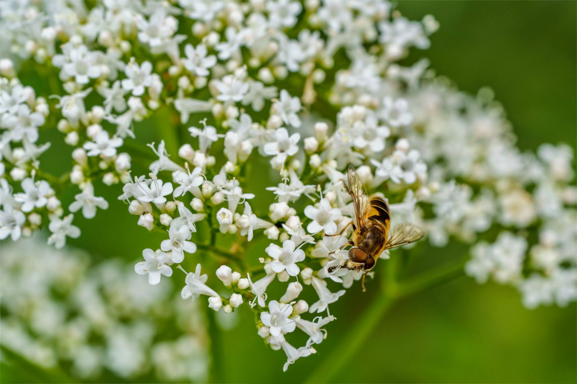 Valeriana officinalis s jemnými bielo-ružovými kvetmi