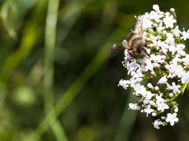 Starostlivosť o Valeriana officinalis pri pestovaní v nádobe