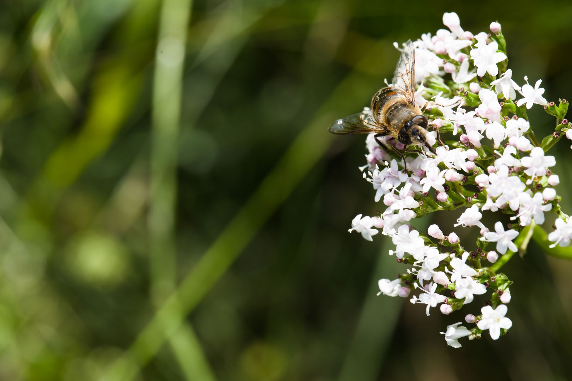 Starostlivosť o Valeriana officinalis pri pestovaní v nádobe