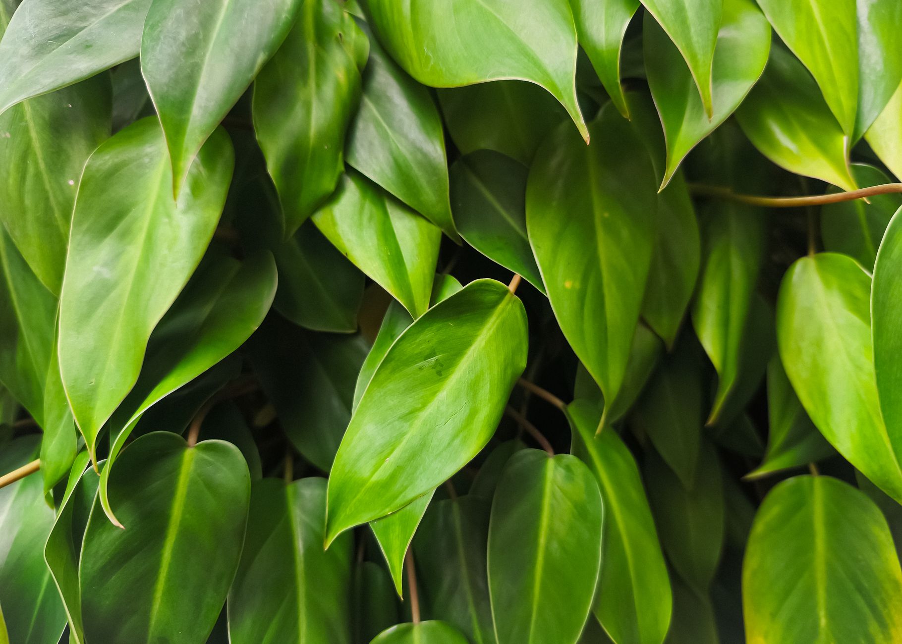 Panašovaný filodendron s krémovými škvrnami na listoch