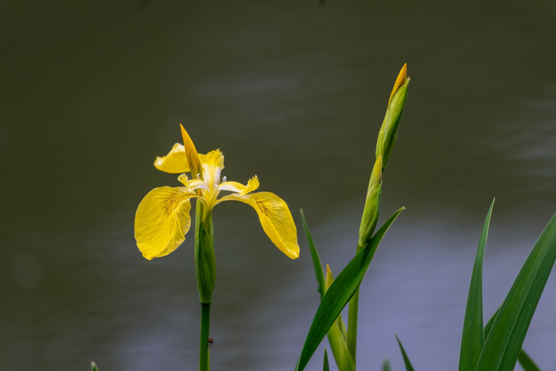 Detail listov rastliny Iris pseudacorus
